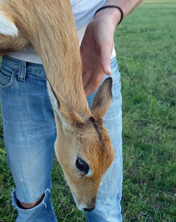 rescued oribi